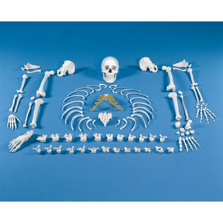 Skelett - Knochensammlung (unmontiert)